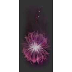 紫罗兰-花儿