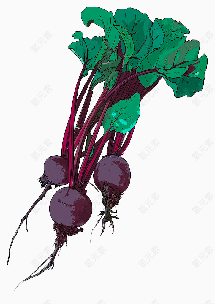 手绘紫甜菜