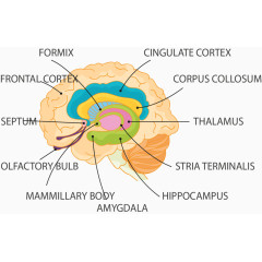 人类大脑结构图