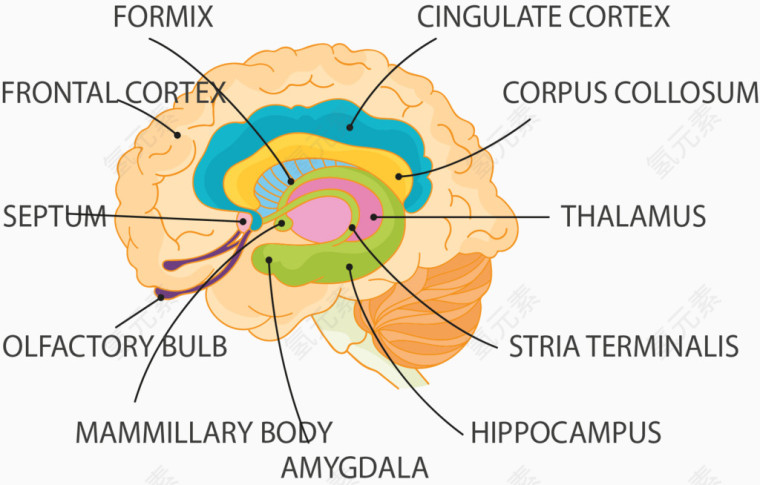 人类大脑结构图