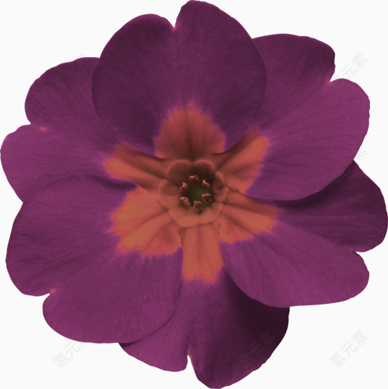 紫色花朵装饰图案