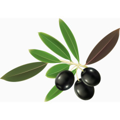 营养丰富的油橄榄