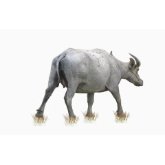 牛 动物 哺乳动物