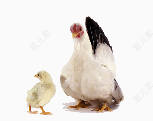 母鸡和小鸡