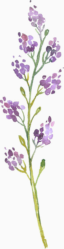 紫色手绘植物