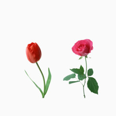 两朵玫瑰花朵