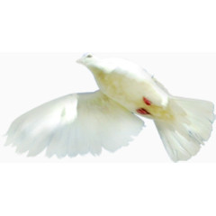 白鸽飞翔图片素材