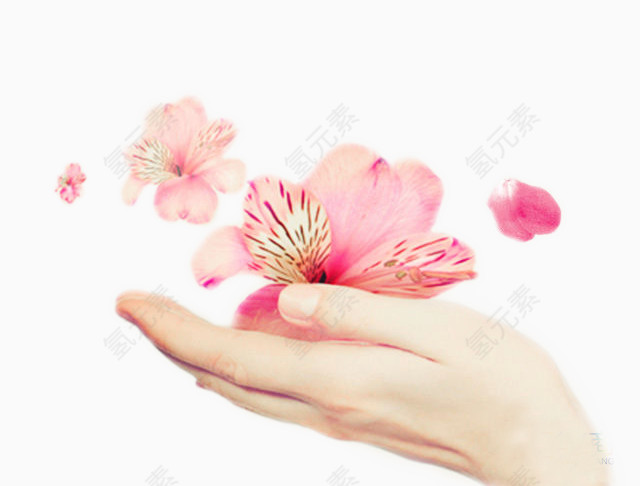 手中的花朵