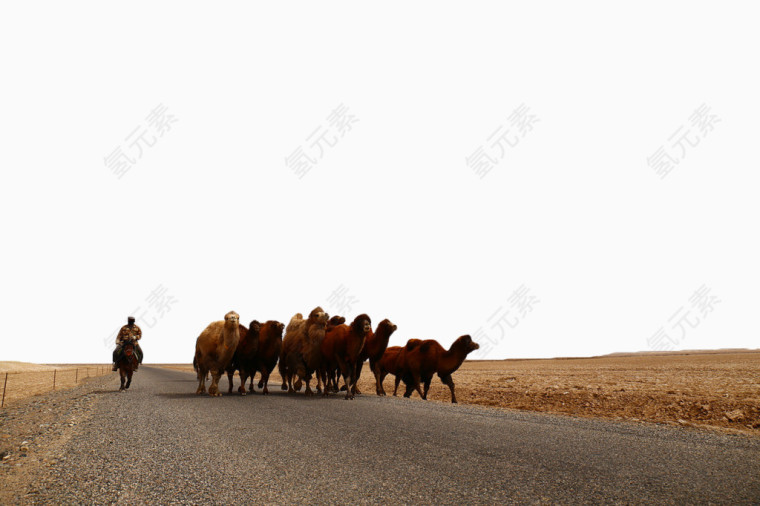 放牧骆驼