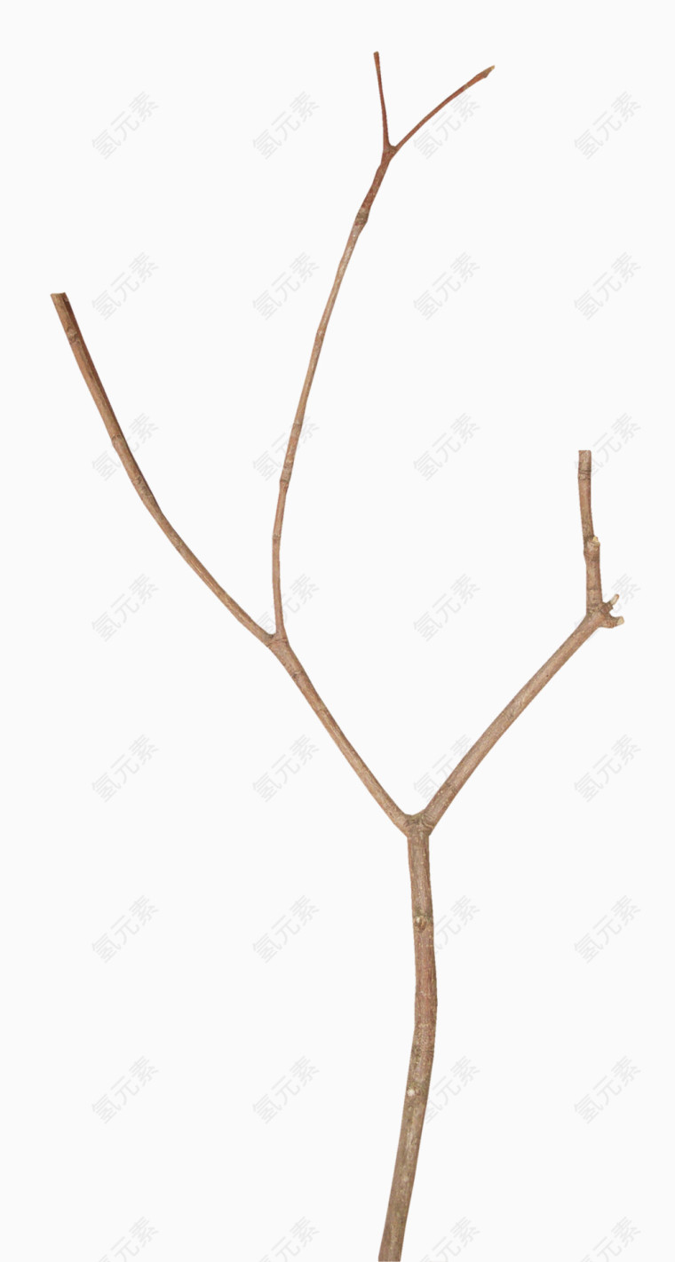 棕色漂亮树枝