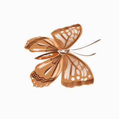 褐色蝴蝶