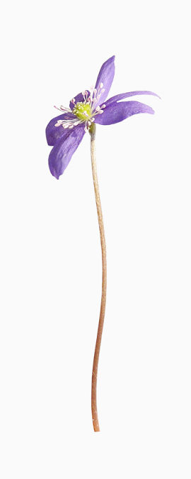 紫花png图片