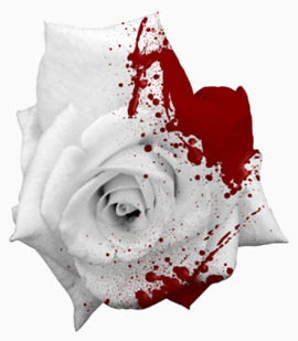 白色玫瑰带血的玫瑰