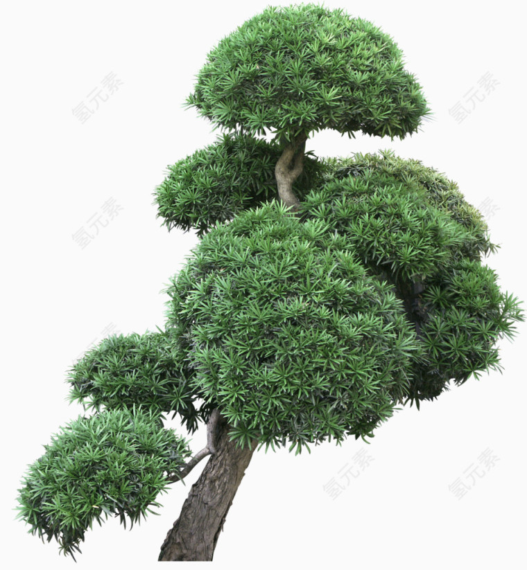 绿色松树植物景观装饰图案