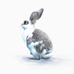 冬日故事展板兔子