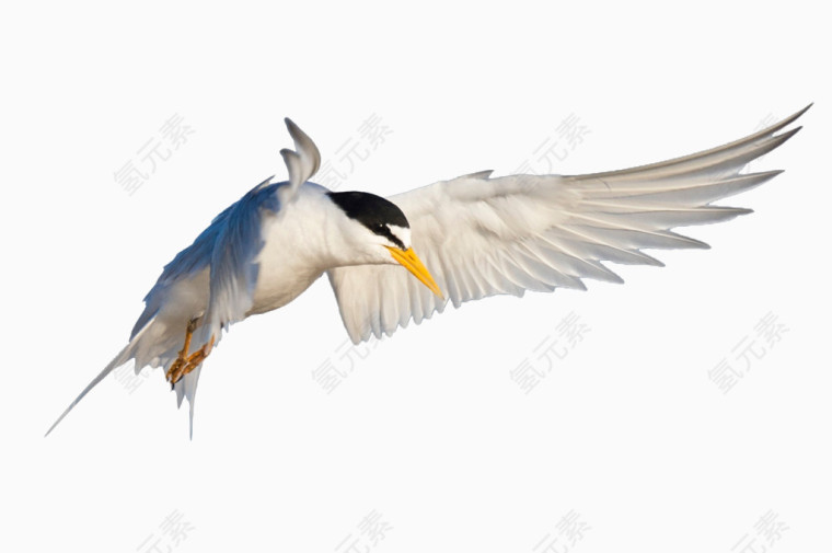 白海边鸟类动物飞翔