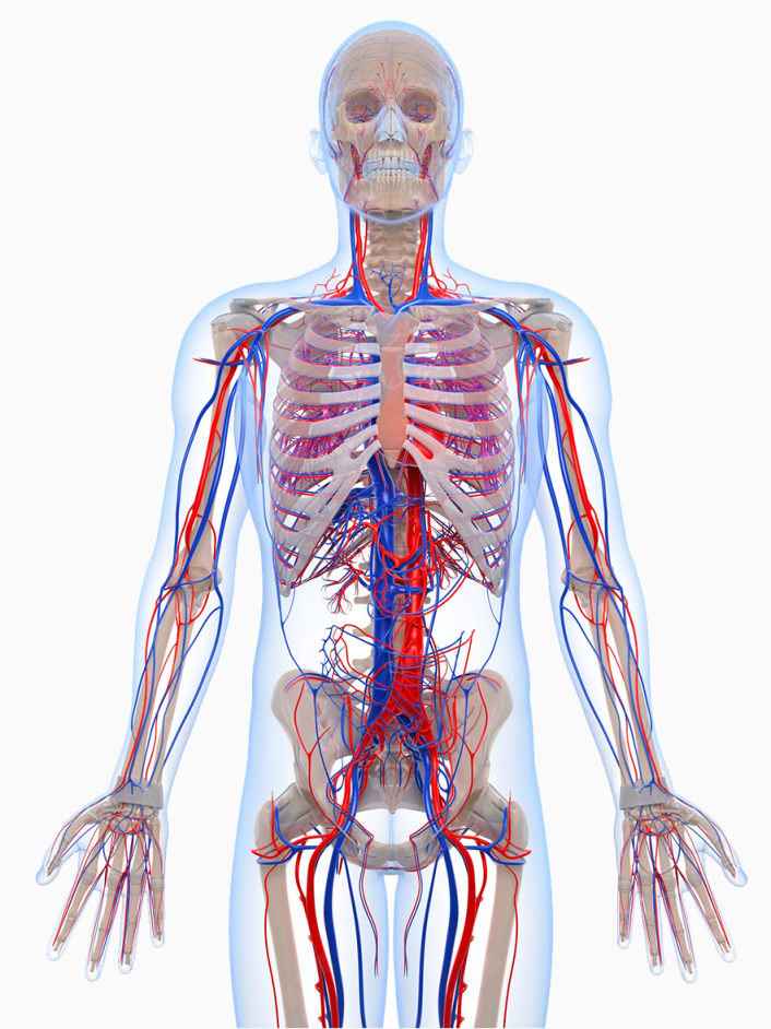 人体骨骼静脉分布图下载