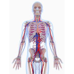 人体骨骼静脉分布图