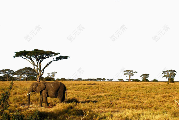 坦桑尼亚草原