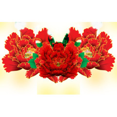 多红色菊花