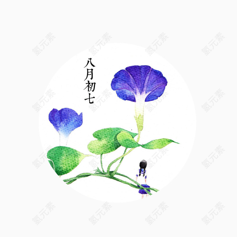 紫色牵牛花