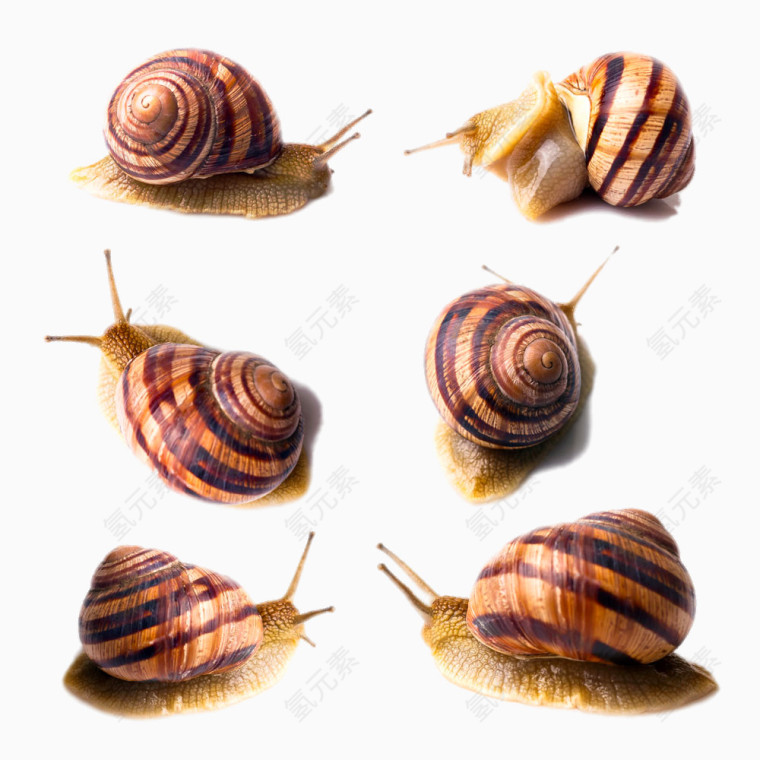 6只不同形态的蜗牛
