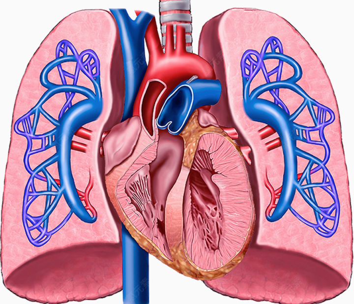 心脏肺部血管图片下载