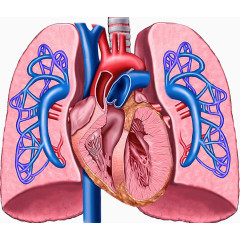 心脏肺部血管图片