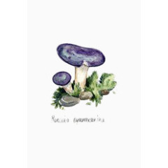 手绘紫色蘑菇菌类