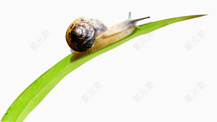 草叶上的蜗牛
