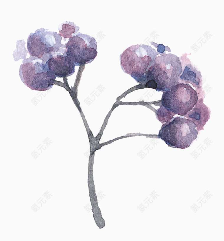 紫色枝头果实