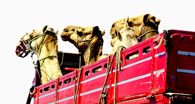 装骆驼的运输车