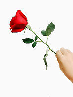 情人节 玫瑰 手握玫瑰 纪念