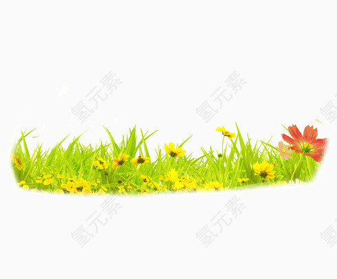 绿色的草和小花