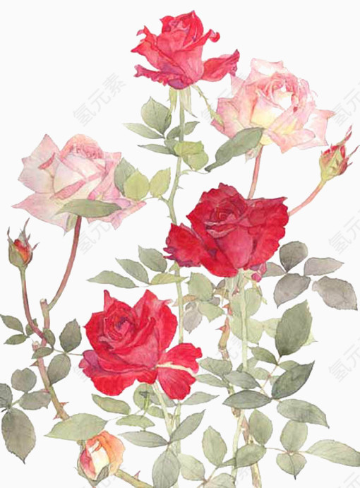 双色玫瑰花