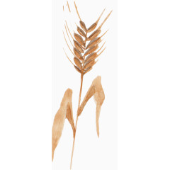 棕色手绘麦穗