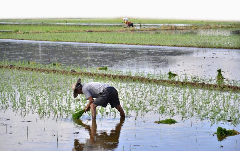 农民在插秧下载