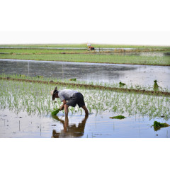 农民在插秧