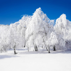 白色雪景