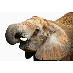 卷鼻子的大象