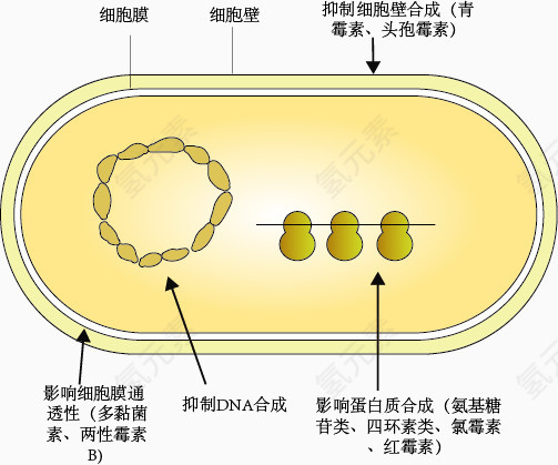 抗生素作用示意图