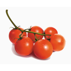 红色番茄矢量