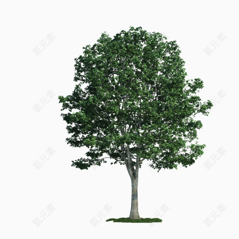 墨绿色树木