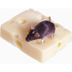 奶油块上的老鼠