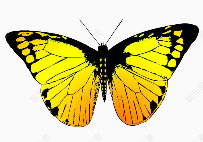黄色美丽蝴蝶