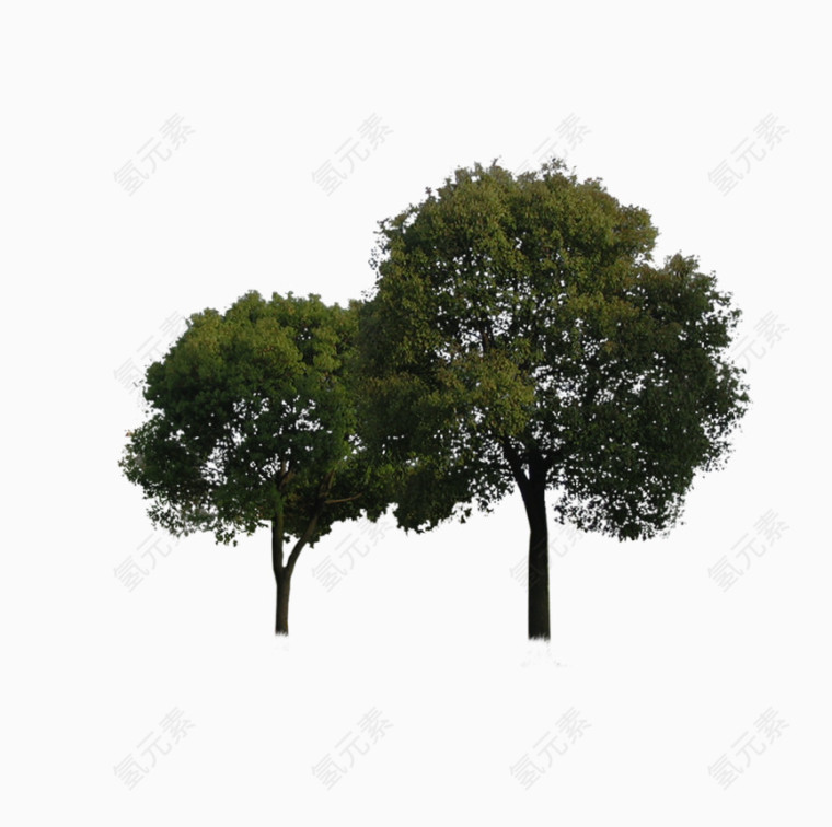 两棵景观树
