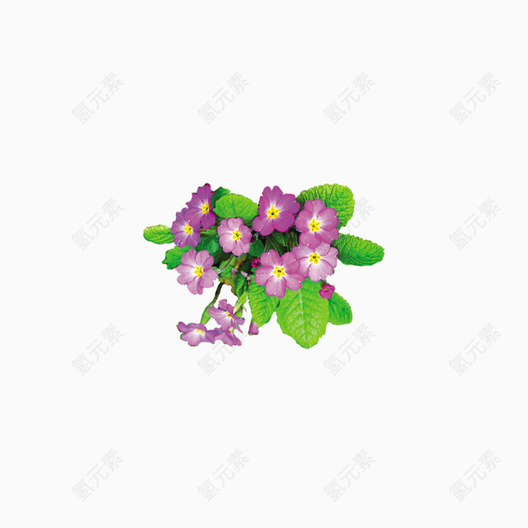紫色花素材