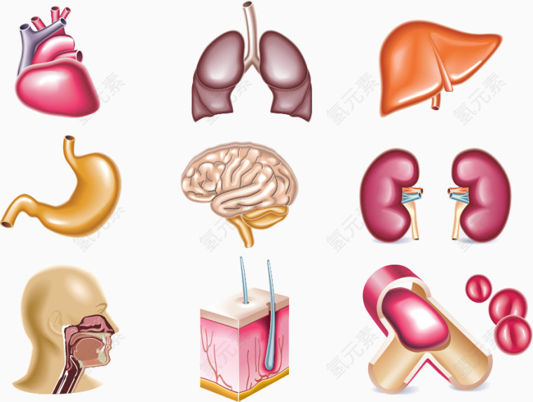 矢量人体器官元素