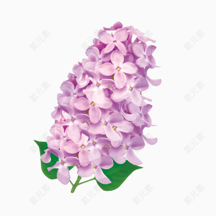 矢量紫色花卉