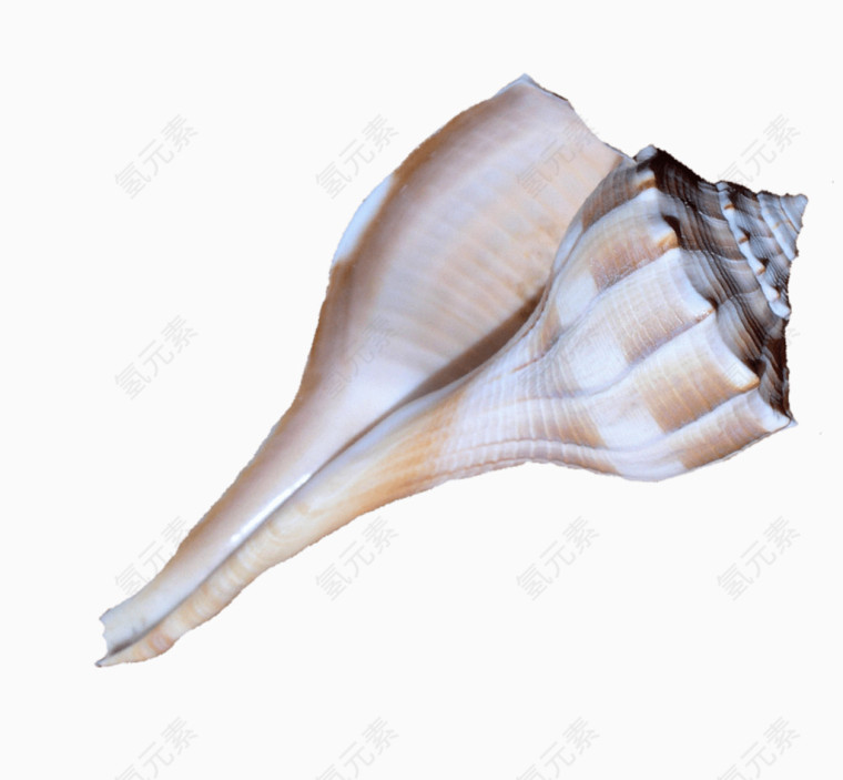 白色坚硬海螺